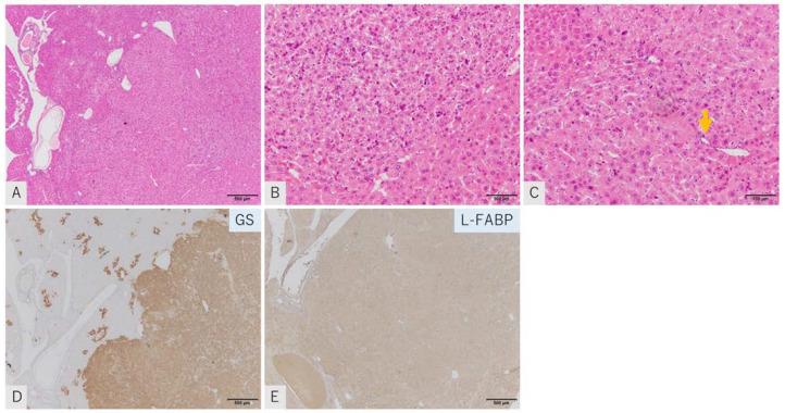 https://cdn.ncbi.nlm.nih.gov/pmc/blobs/f7b4/9570293/efe20d4be419/ijms-23-11923-g001.jpg