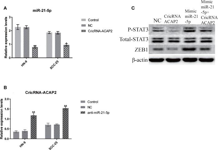 https://cdn.ncbi.nlm.nih.gov/pmc/blobs/f7b5/7759648/f150457276fb/fonc-10-583682-g008.jpg