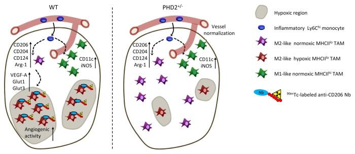 https://cdn.ncbi.nlm.nih.gov/pmc/blobs/f7b6/3989296/da59404fd4fc/onci-3-e27561-g1.jpg