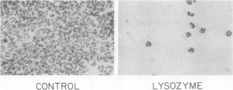 https://cdn.ncbi.nlm.nih.gov/pmc/blobs/f7b7/372109/77787b553909/jcinvest00679-0239-a.jpg