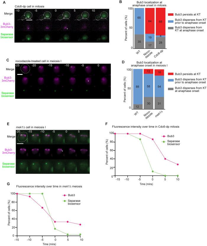 https://cdn.ncbi.nlm.nih.gov/pmc/blobs/f7b8/10109492/8b6adc925df9/pgen.1010707.g004.jpg