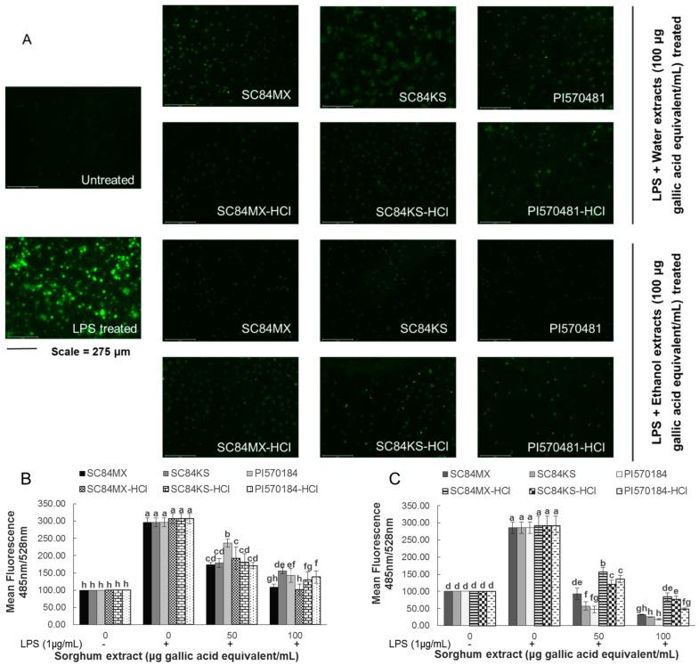 https://cdn.ncbi.nlm.nih.gov/pmc/blobs/f7bb/7767246/98207a28fc3d/antioxidants-09-01297-g004.jpg