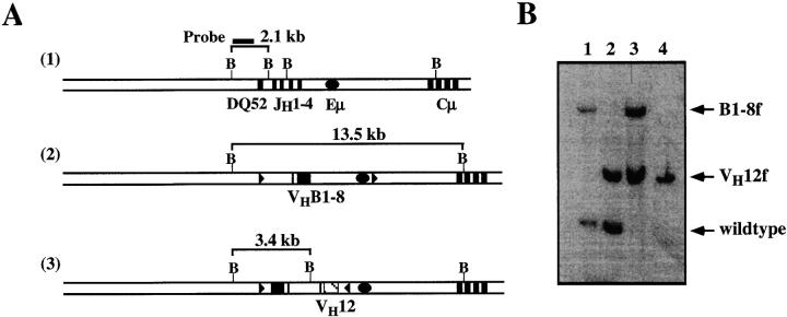 https://cdn.ncbi.nlm.nih.gov/pmc/blobs/f7bc/2195595/0316f13e4539/JEM990634.f5.jpg