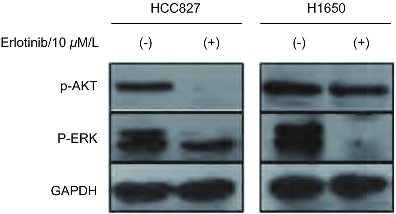 https://cdn.ncbi.nlm.nih.gov/pmc/blobs/f7bd/6000043/78499c35f76e/zgfazz-15-12-689-5.jpg