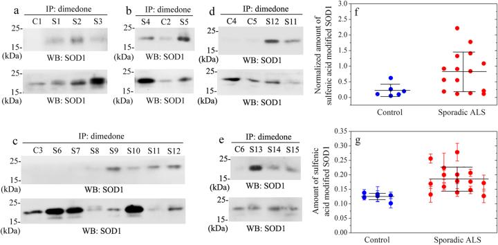 https://cdn.ncbi.nlm.nih.gov/pmc/blobs/f7be/5833406/7cb94a8e32c9/41419_2017_106_Fig7_HTML.jpg