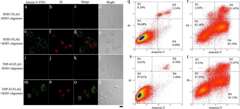 https://cdn.ncbi.nlm.nih.gov/pmc/blobs/f7be/5833406/ecaf49018446/41419_2017_106_Fig6_HTML.jpg