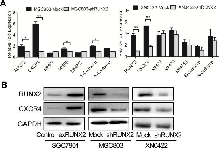 https://cdn.ncbi.nlm.nih.gov/pmc/blobs/f7c1/4991507/5a6569787db1/oncotarget-07-20999-g004.jpg