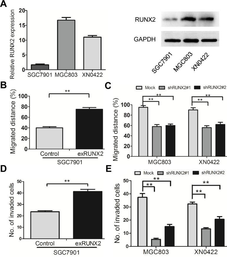 https://cdn.ncbi.nlm.nih.gov/pmc/blobs/f7c1/4991507/88d6d60ed660/oncotarget-07-20999-g002.jpg
