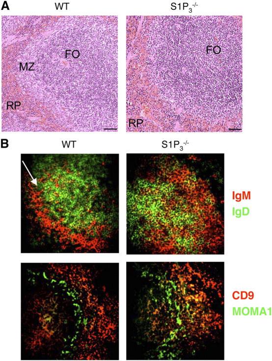 https://cdn.ncbi.nlm.nih.gov/pmc/blobs/f7c7/2211946/ff5e86e04ac4/20041483f2.jpg