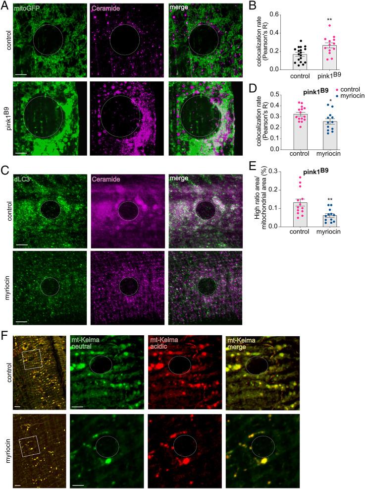 https://cdn.ncbi.nlm.nih.gov/pmc/blobs/f7c7/8639384/dd6b0160859a/pnas.202025347fig06.jpg