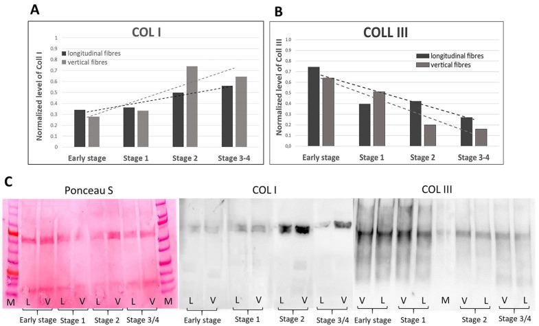 https://cdn.ncbi.nlm.nih.gov/pmc/blobs/f7c9/11241458/3b42839b3206/ijms-25-06865-g009.jpg