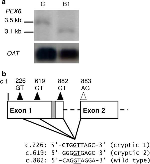 https://cdn.ncbi.nlm.nih.gov/pmc/blobs/f7ce/3483250/7d475f2ac578/1471-2350-13-72-2.jpg