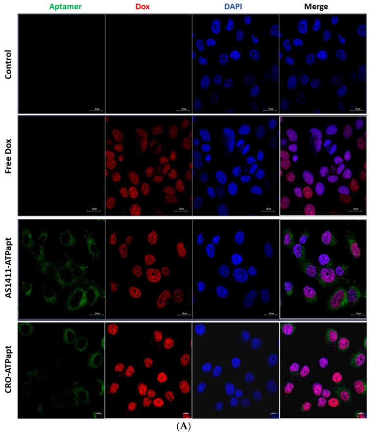 https://cdn.ncbi.nlm.nih.gov/pmc/blobs/f7d1/8657665/0c434b66db73/ijms-22-12940-g008a.jpg