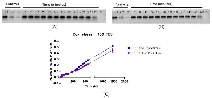 https://cdn.ncbi.nlm.nih.gov/pmc/blobs/f7d1/8657665/806b4aaa0190/ijms-22-12940-g005.jpg