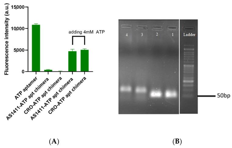 https://cdn.ncbi.nlm.nih.gov/pmc/blobs/f7d1/8657665/e2ee535d8bf1/ijms-22-12940-g002.jpg