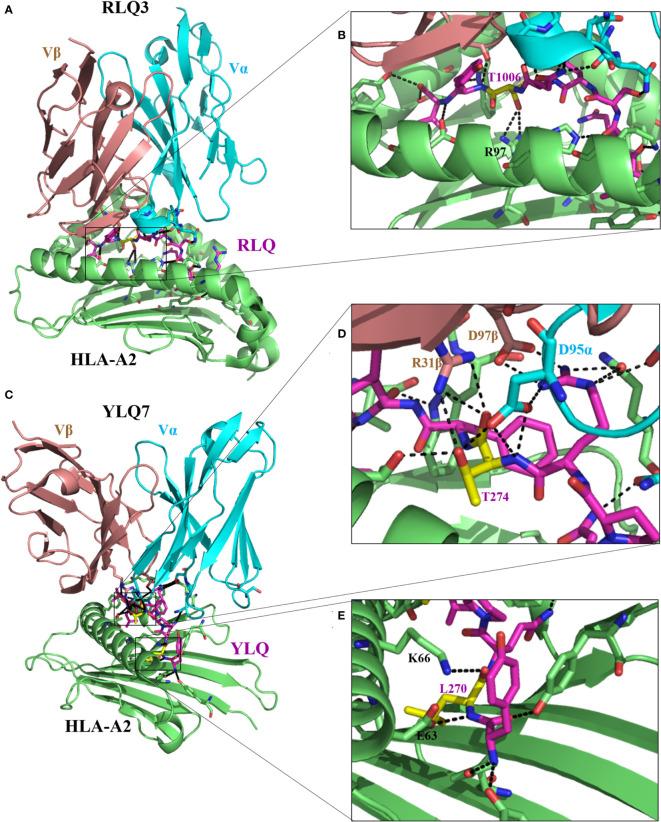https://cdn.ncbi.nlm.nih.gov/pmc/blobs/f7d2/9647062/648f9e80db61/fimmu-13-962079-g003.jpg