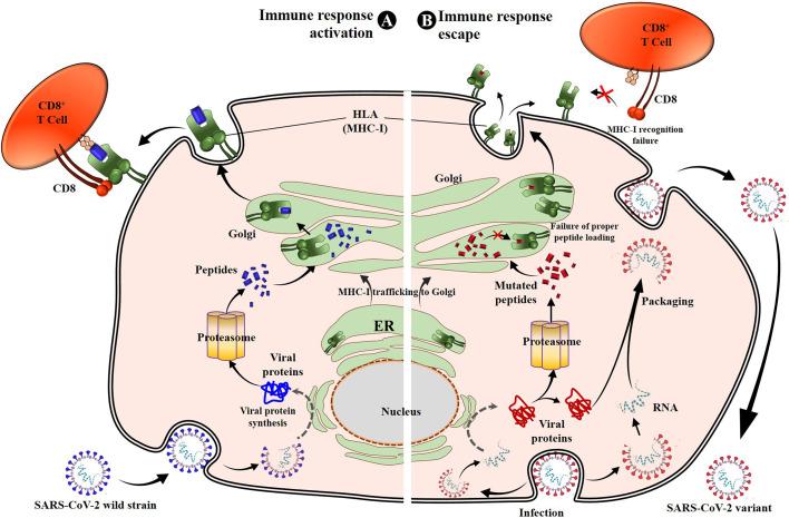 https://cdn.ncbi.nlm.nih.gov/pmc/blobs/f7d2/9647062/c633b17559e6/fimmu-13-962079-g004.jpg
