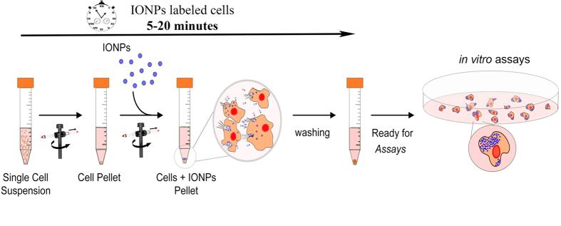 https://cdn.ncbi.nlm.nih.gov/pmc/blobs/f7d4/4609925/4904a01f978f/srep15160-f1.jpg