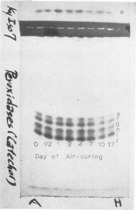 https://cdn.ncbi.nlm.nih.gov/pmc/blobs/f7d6/396062/319d9ccdca6c/plntphys00207-0044-a.jpg