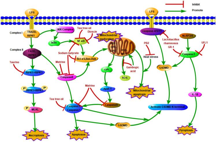 https://cdn.ncbi.nlm.nih.gov/pmc/blobs/f7d9/11506078/2ecb3f3b107a/cells-13-01699-g002.jpg