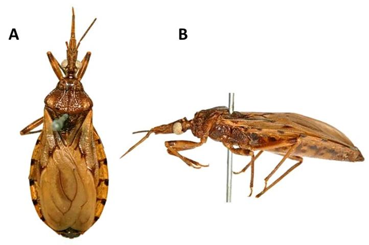 https://cdn.ncbi.nlm.nih.gov/pmc/blobs/f7d9/7759825/dcc5d799eb3c/insects-11-00830-g012.jpg