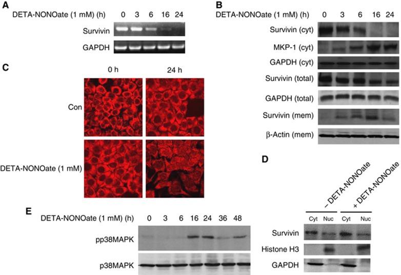 https://cdn.ncbi.nlm.nih.gov/pmc/blobs/f7da/3590675/bb10333f1e60/bjc201340f1.jpg