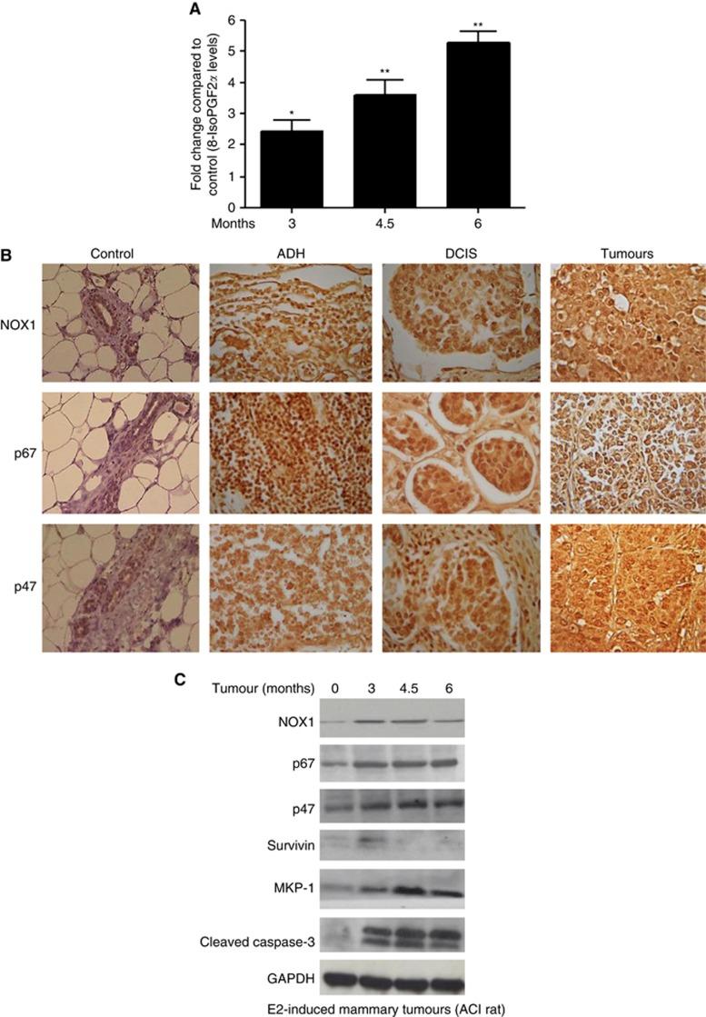 https://cdn.ncbi.nlm.nih.gov/pmc/blobs/f7da/3590675/c06275622935/bjc201340f5.jpg