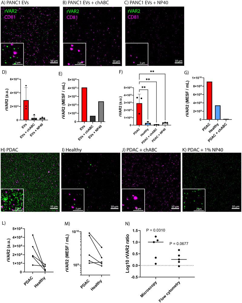 https://cdn.ncbi.nlm.nih.gov/pmc/blobs/f7db/12173530/24014618ad87/JEV2-14-e70106-g004.jpg