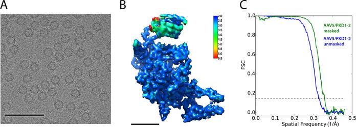 https://cdn.ncbi.nlm.nih.gov/pmc/blobs/f7dc/9278096/79772cdff893/jvi.00106-22-f006.jpg