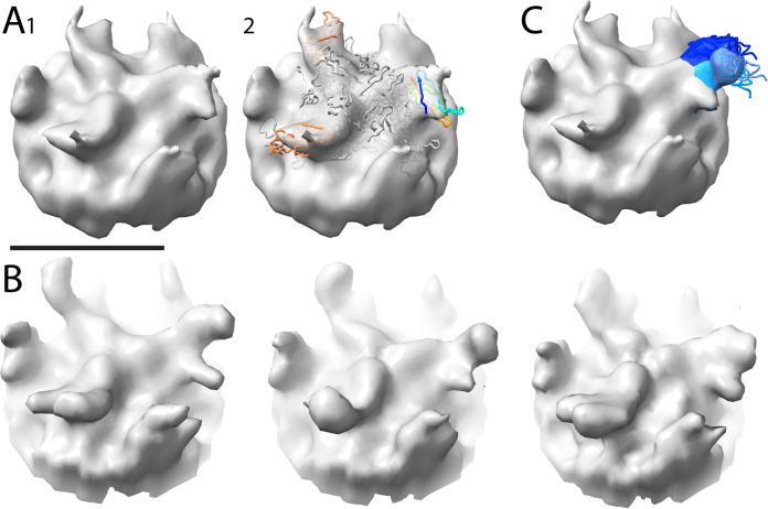 https://cdn.ncbi.nlm.nih.gov/pmc/blobs/f7dc/9278096/aebaf1279c2d/jvi.00106-22-f003.jpg