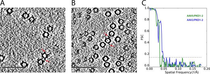 https://cdn.ncbi.nlm.nih.gov/pmc/blobs/f7dc/9278096/f8ac516466de/jvi.00106-22-f001.jpg