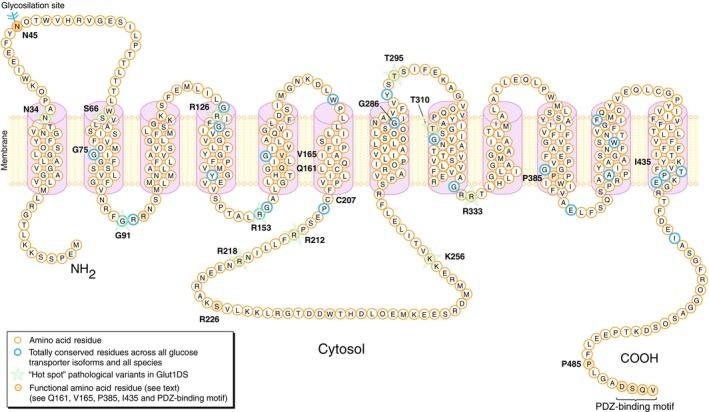 https://cdn.ncbi.nlm.nih.gov/pmc/blobs/f7de/12099281/41f97be25f01/JIMD-48-0-g003.jpg