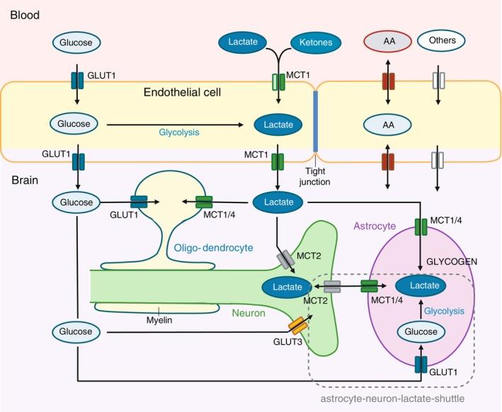 https://cdn.ncbi.nlm.nih.gov/pmc/blobs/f7de/12099281/bb1b0a0384ca/JIMD-48-0-g002.jpg