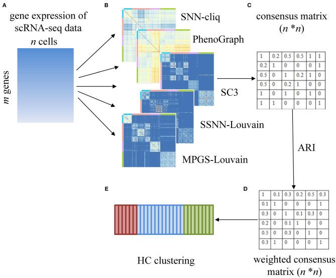 https://cdn.ncbi.nlm.nih.gov/pmc/blobs/f7de/7770236/1128ea7f81a4/fgene-11-604790-g0001.jpg