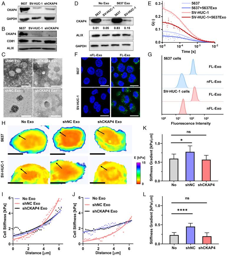 https://cdn.ncbi.nlm.nih.gov/pmc/blobs/f7df/9169774/797cf2537710/pnas.2110500119fig05.jpg