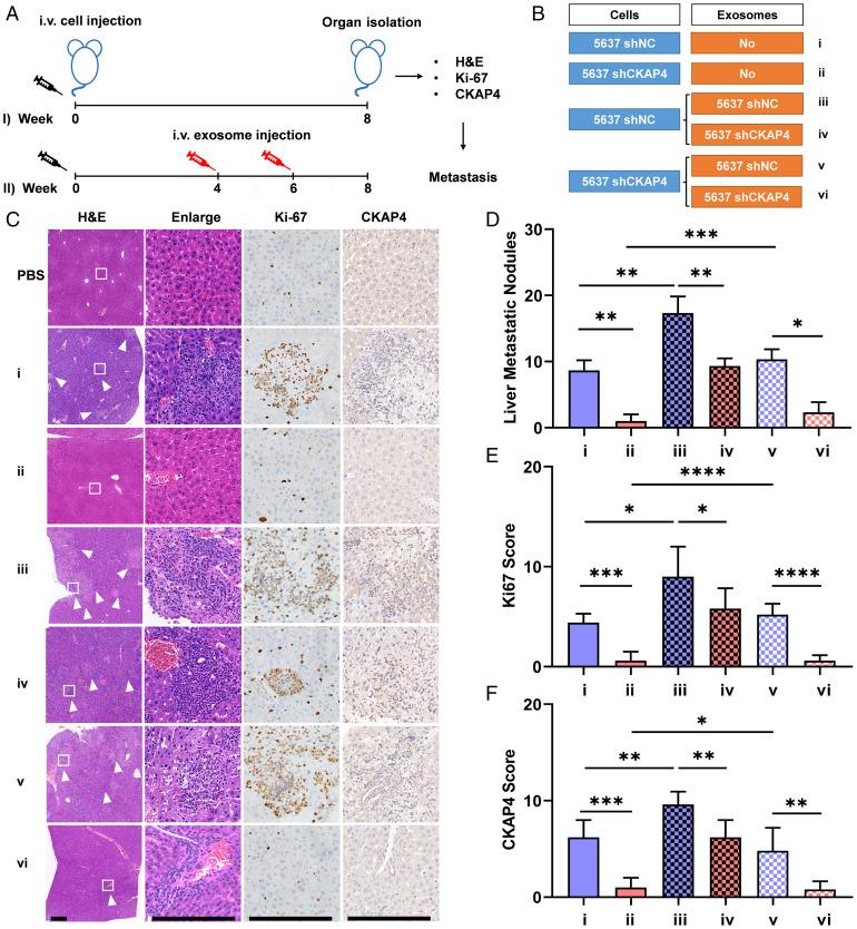 https://cdn.ncbi.nlm.nih.gov/pmc/blobs/f7df/9169774/7e524cdb045e/pnas.2110500119fig07.jpg