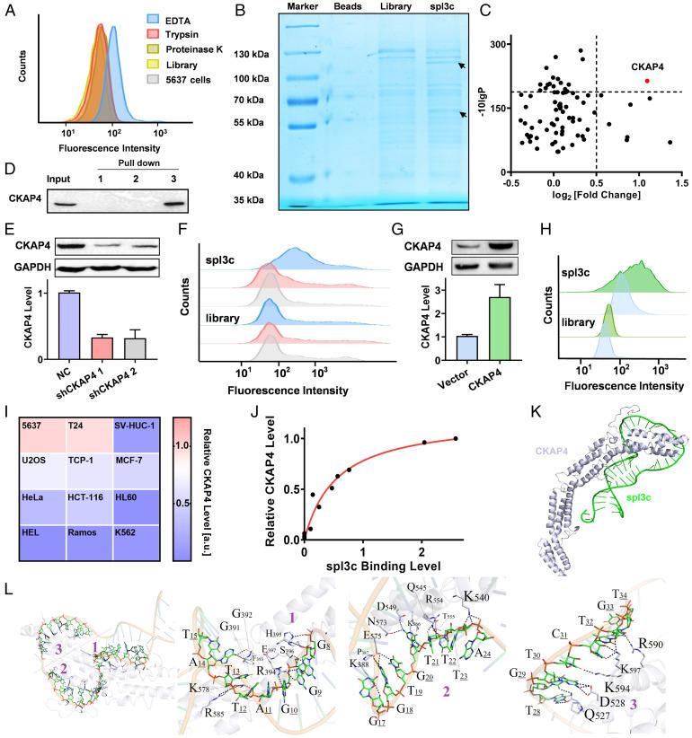 https://cdn.ncbi.nlm.nih.gov/pmc/blobs/f7df/9169774/cf85aeb29384/pnas.2110500119fig02.jpg