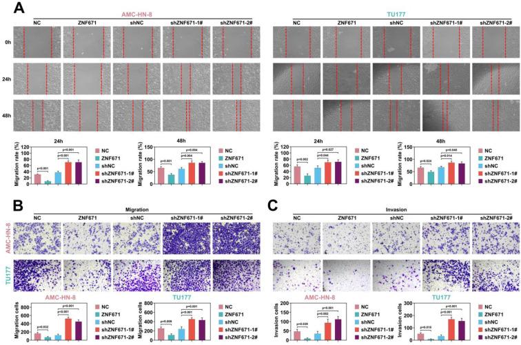 https://cdn.ncbi.nlm.nih.gov/pmc/blobs/f7e5/10197888/469d6f7a052c/ijbsv19p2443g005.jpg
