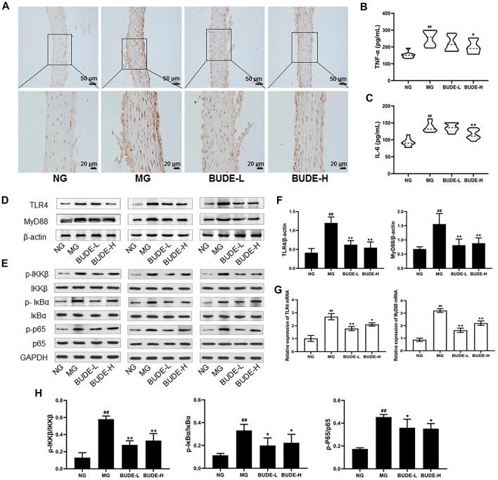 https://cdn.ncbi.nlm.nih.gov/pmc/blobs/f7e5/8532163/1620151c9737/fphar-12-755140-g005.jpg