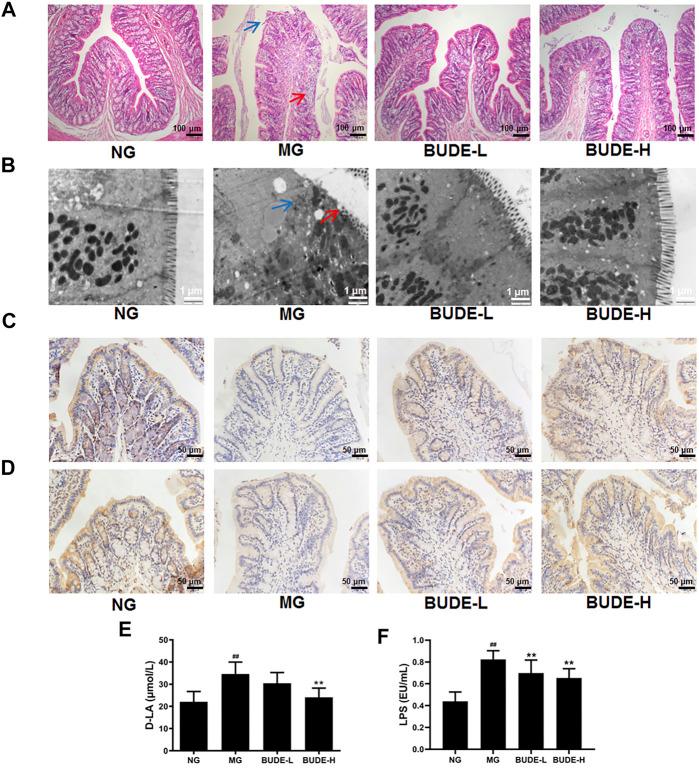 https://cdn.ncbi.nlm.nih.gov/pmc/blobs/f7e5/8532163/5b908e3137e7/fphar-12-755140-g008.jpg