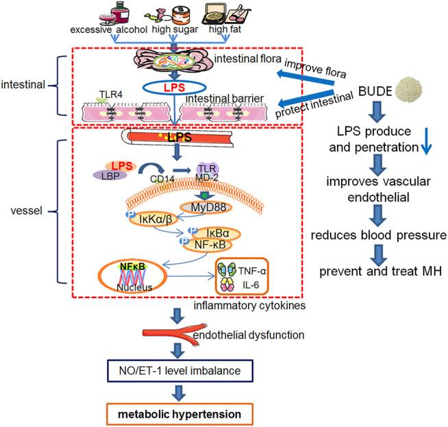 https://cdn.ncbi.nlm.nih.gov/pmc/blobs/f7e5/8532163/e66180ff71ff/fphar-12-755140-g009.jpg