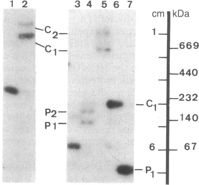 https://cdn.ncbi.nlm.nih.gov/pmc/blobs/f7e8/304932/a517b8256feb/pnas00276-0121-b.jpg