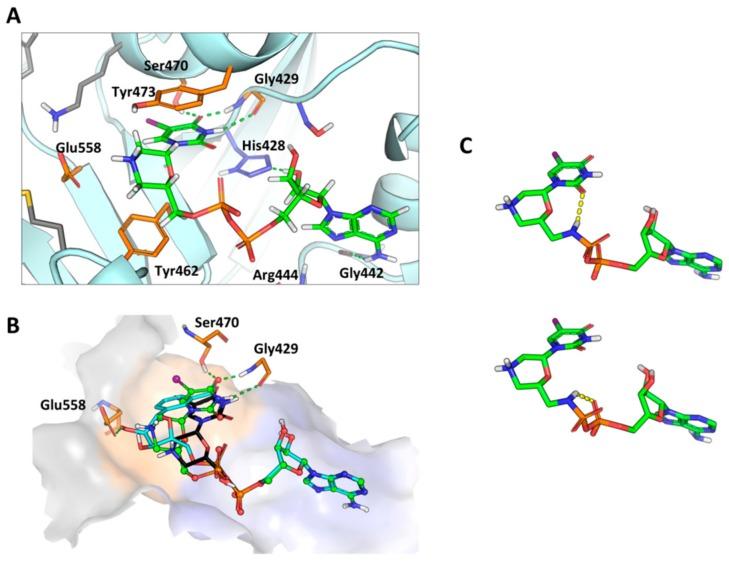 https://cdn.ncbi.nlm.nih.gov/pmc/blobs/f7e8/6982223/58958e13acf1/ijms-21-00214-g007.jpg