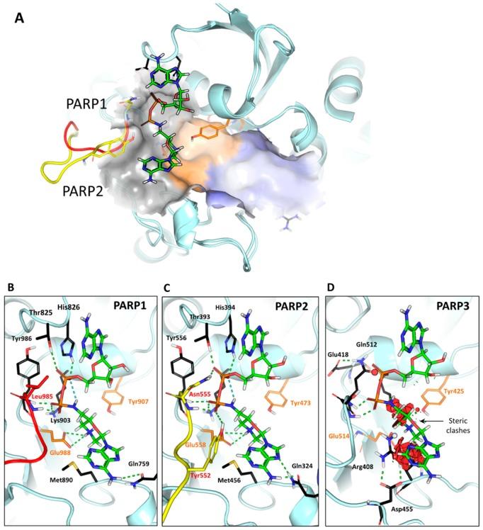 https://cdn.ncbi.nlm.nih.gov/pmc/blobs/f7e8/6982223/bfb33f3f1f17/ijms-21-00214-g008.jpg