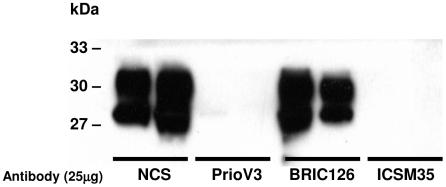 https://cdn.ncbi.nlm.nih.gov/pmc/blobs/f7ec/2842437/f5931471fd91/pone.0009804.g004.jpg