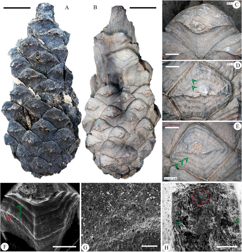 https://cdn.ncbi.nlm.nih.gov/pmc/blobs/f7ed/10772114/7f46eadc8a12/gr3.jpg