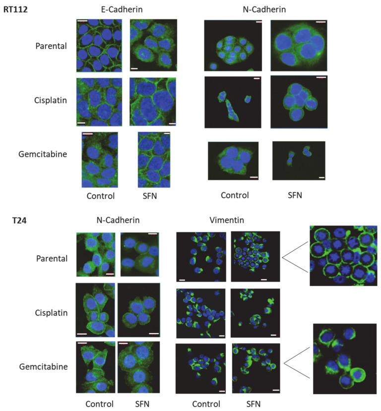 https://cdn.ncbi.nlm.nih.gov/pmc/blobs/f7ed/10934724/a82e69ea4f7a/nutrients-16-00623-g006.jpg