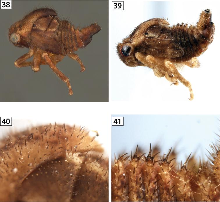 https://cdn.ncbi.nlm.nih.gov/pmc/blobs/f7ed/4602291/d2084d20d2b0/zookeys-524-065-g005.jpg