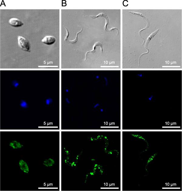 https://cdn.ncbi.nlm.nih.gov/pmc/blobs/f7f0/3179936/29d60a881878/1471-2091-12-46-5.jpg