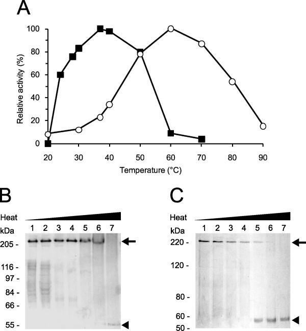 https://cdn.ncbi.nlm.nih.gov/pmc/blobs/f7f0/3179936/fcdfa7dc2047/1471-2091-12-46-4.jpg